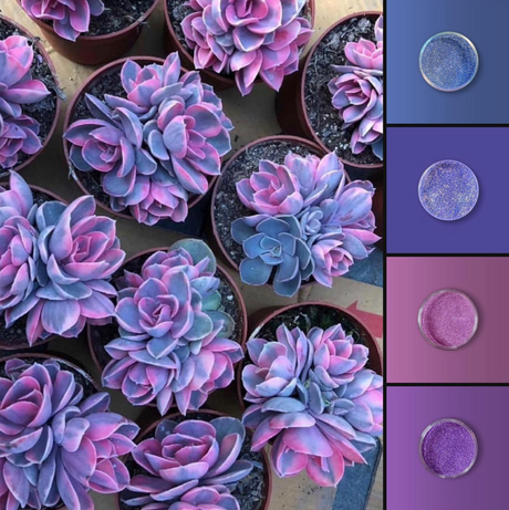 Cool-toned Succulents